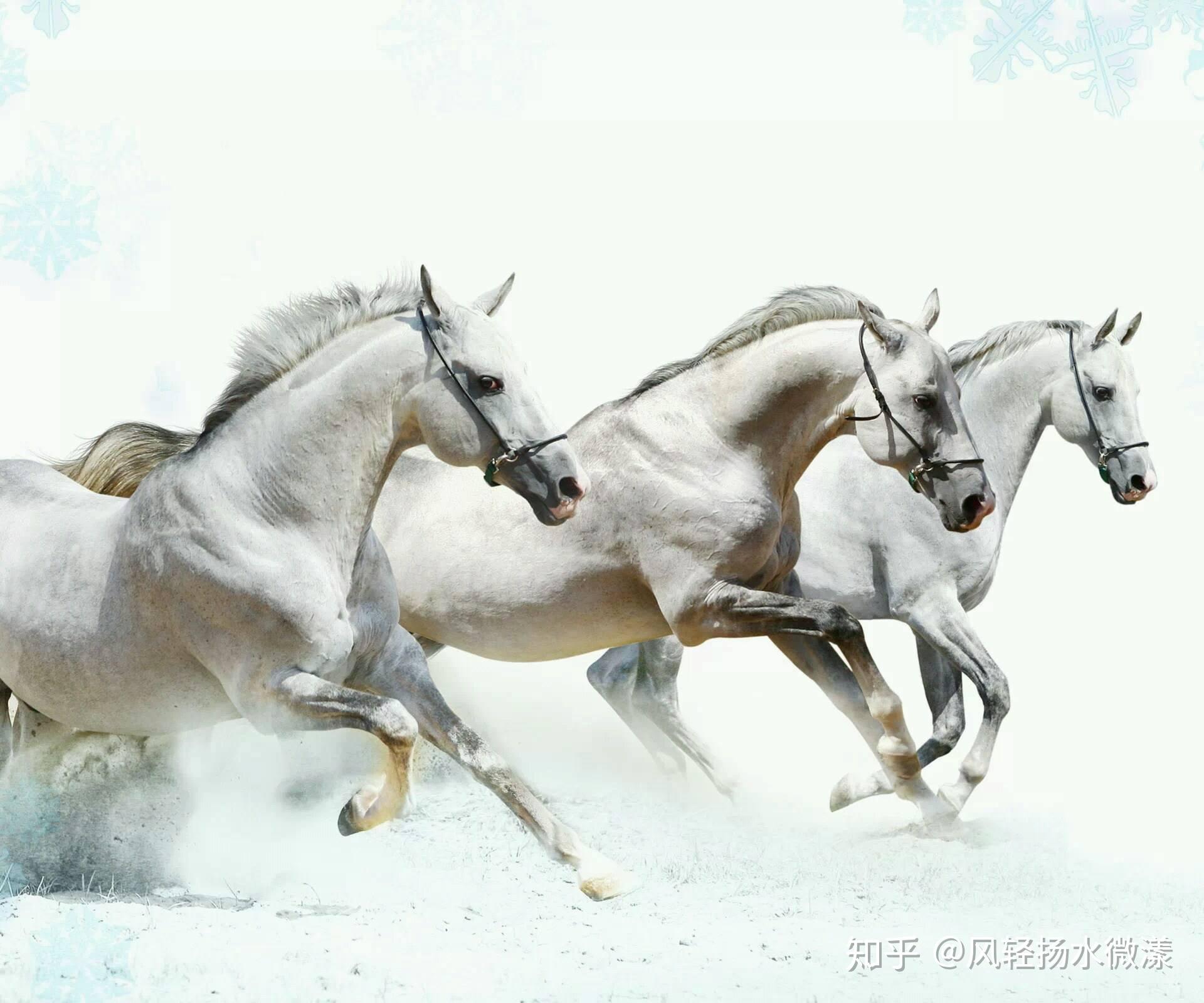 今晚澳门马出什么特马,今晚澳门马会出什么样的特马？探索马会文化与预测艺术