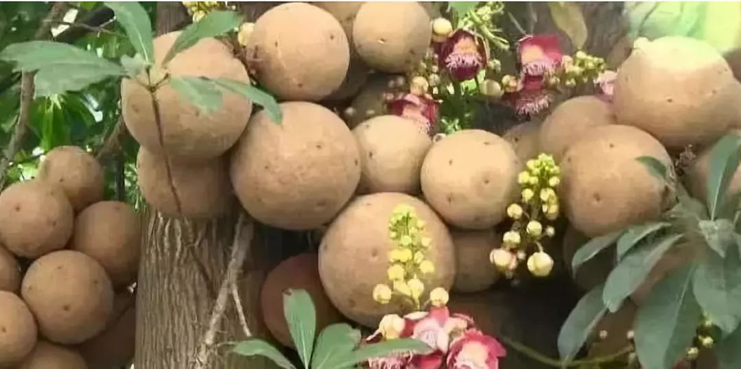 新澳门一码一肖一特一中水果爷爷133期 03-05-11-15-34-42C：40,新澳门一码一肖一特一中，水果爷爷的秘密与彩票的魅力