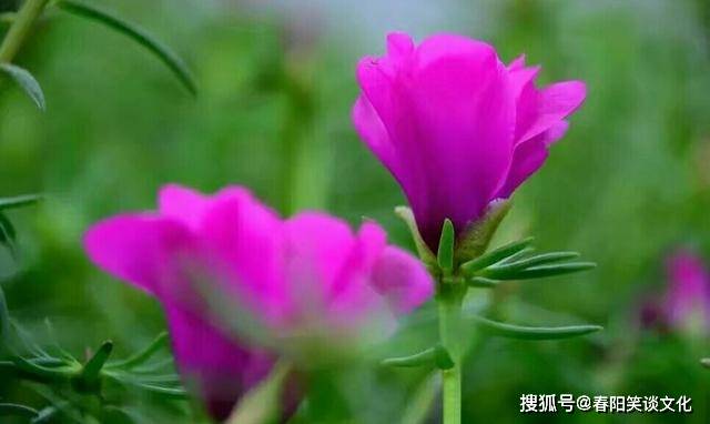 管家婆一码一肖最经典的一句039期 04-21-22-29-34-45X：29,管家婆一码一肖最经典预测，探索期数039中的奥秘与策略（关键词，一码一肖、预测、策略）