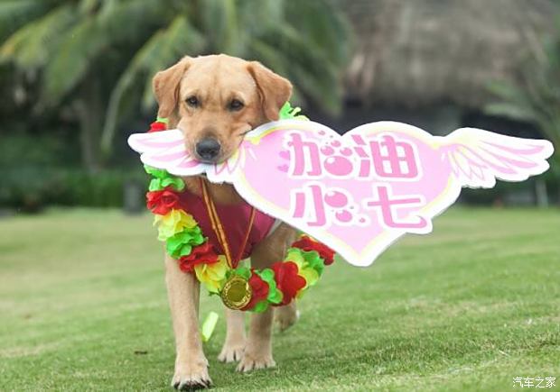 7777788888管家婆狗082期 16-25-29-32-45-47X：37,探索数字奥秘，关于7777788888管家婆狗与特定彩票期数的研究